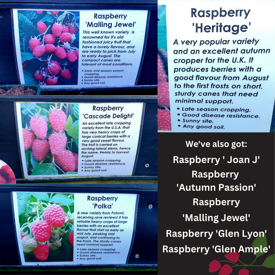 Autumn Fruiting Raspberries Riverside Garden Centre